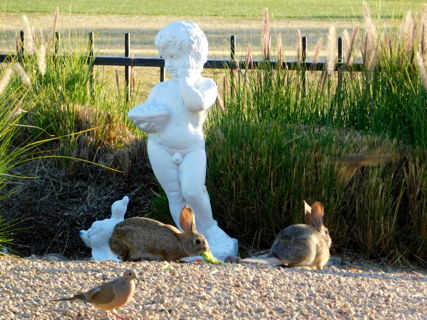 rabbits 0247.jpg