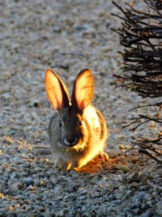 Rabbits 0273.jpg