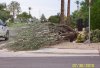 monsoon 7-30-10 corner lot cactus damage.jpg