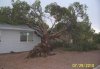 monsoon 7-2010- across the street -neighbor's pine.jpg
