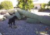 Giant Cactus 3-- and my dog Jan. 2010.jpg