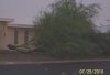 monsoon 7-2010 palo verde tree uprooted.jpg