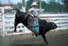 rodeo.jpg