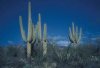 saguaro np.jpg