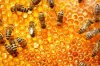 bees2.jpg