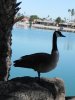 Lake view goose.jpg