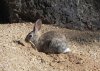 Lakeview RABBIT  - DSCN1216 -.jpg