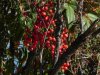 Lakeview berries.jpg