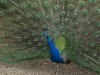 DSCN0183 - Sahuaro Park.jpg