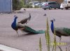 100_2336.jpg