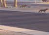 coyote crossing the road  Del Webb Blvd. 100_1760 -.JPG