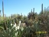Botanical Gardens 1.jpg