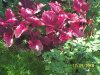 Botanical G 3.jpg