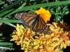 Butterfies at Bot. 1.jpg