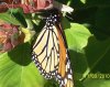 Butterflies at Bot 2.jpg