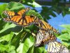 Butterflies at Bot. 4.jpg