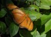 Butterfly  Botan G.jpg