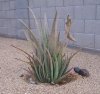 O. Vera Medicine Plant.jpg