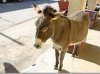 oatman.jpg
