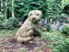 grass dog.jpg