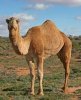 camel.jpg