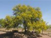 tree palo verde.jpg