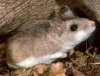grasshopper mouse.jpg