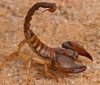scorpion.jpg