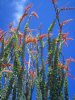 Ocotillo.jpg