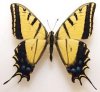 butterfly.jpg