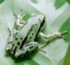 tree frog.jpg