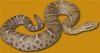 state snake.jpg