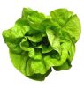 19 Buttercrunch lettuce.jpg