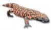 gila monster.jpg