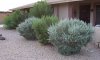 100_3236 - Copy.jpg