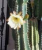 cactusbloom.jpg