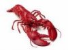 13 Lobster.jpg