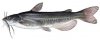 25 catfish.jpg
