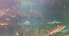 2 fish.jpg