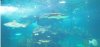 3 fish.jpg