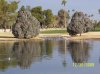Golf Course ducks dec. 2009.jpg