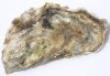 5 oyster.jpg