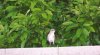 Mama bird 3.jpg