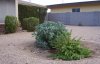 100_3231 - Copy.jpg