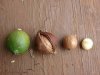 4 macadamia nut.jpg