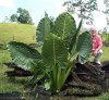 elephant_ears.jpg