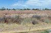Field 2.jpg