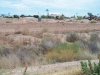 Field 3.jpg
