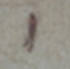 Bug3.jpg