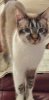 VerySmall Kitty Pic (319x640).jpg